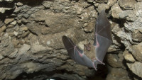 jeskyně netopýr